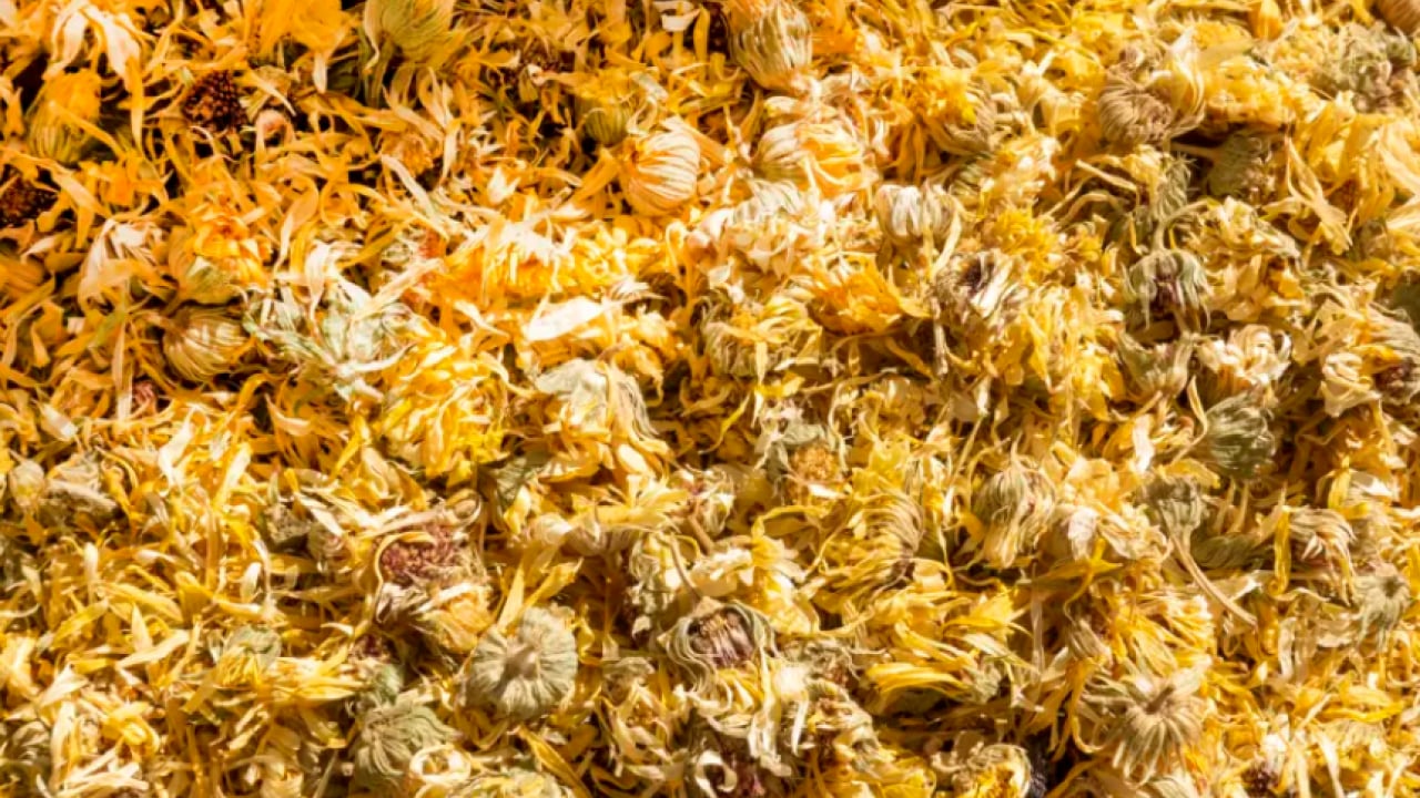 Foto - Kıymeti bilinmeyen mucize! Yol kenarında yetişiyor, sağlığa katkısı saymakla bitmiyor