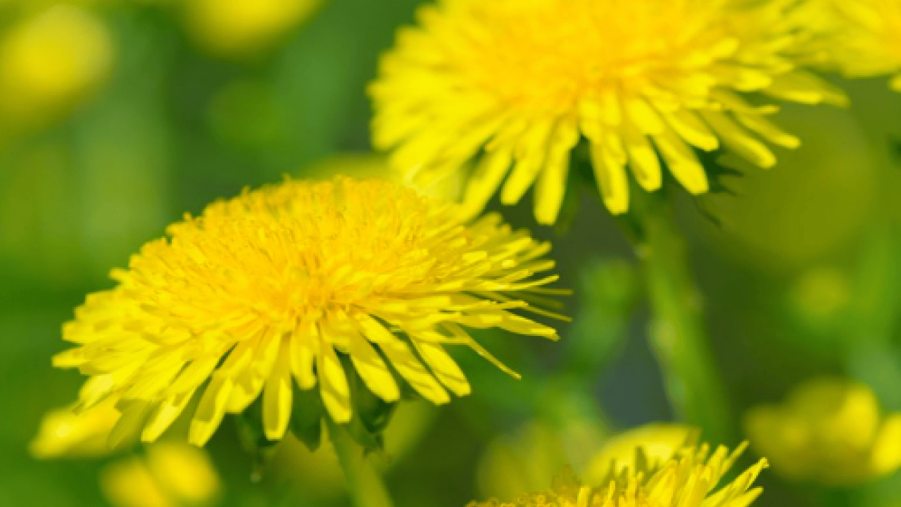 Kıymeti bilinmeyen mucize! Yol kenarında yetişiyor, sağlığa katkısı saymakla bitmiyor