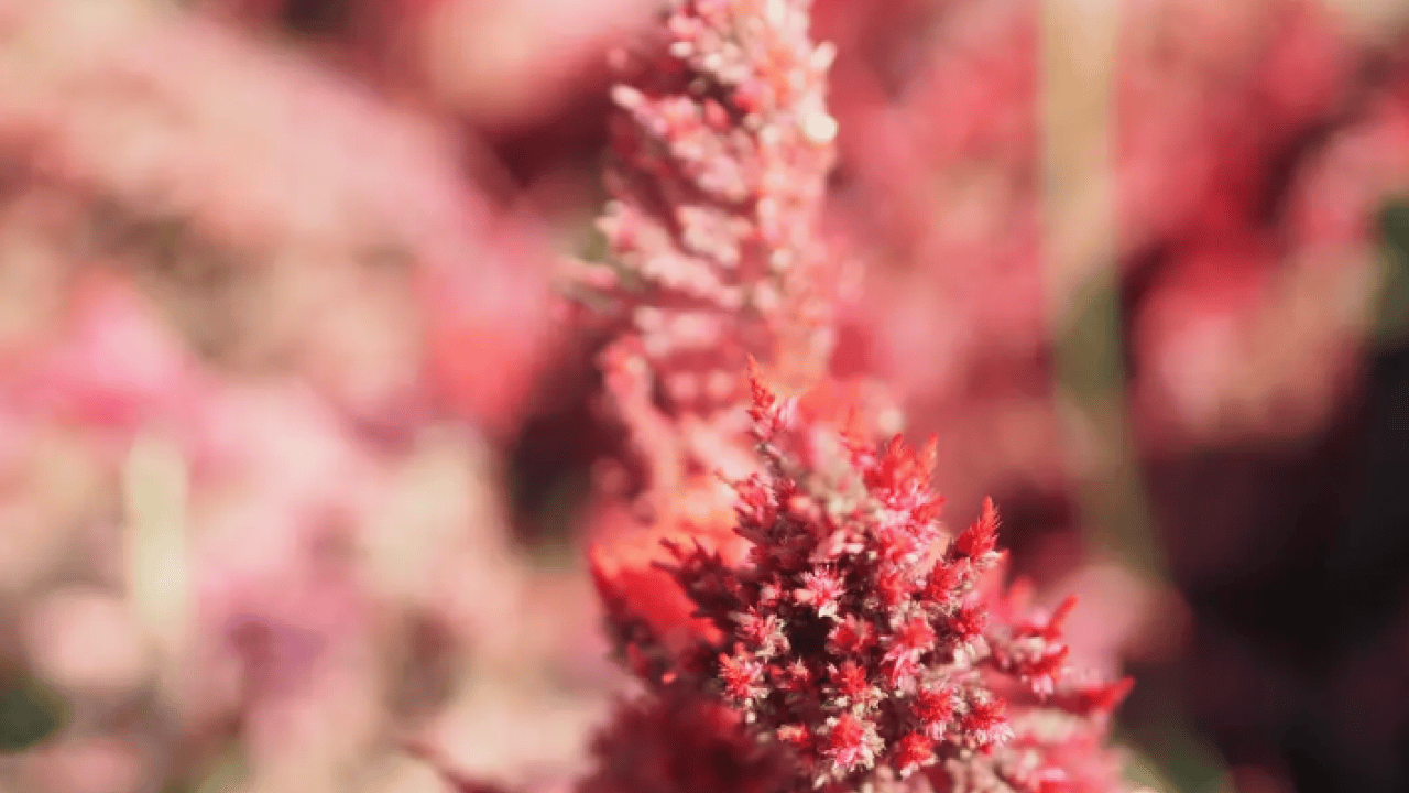 Kıymeti bilinmeyen tohum: Kemikleri demir gibi yapıyor!