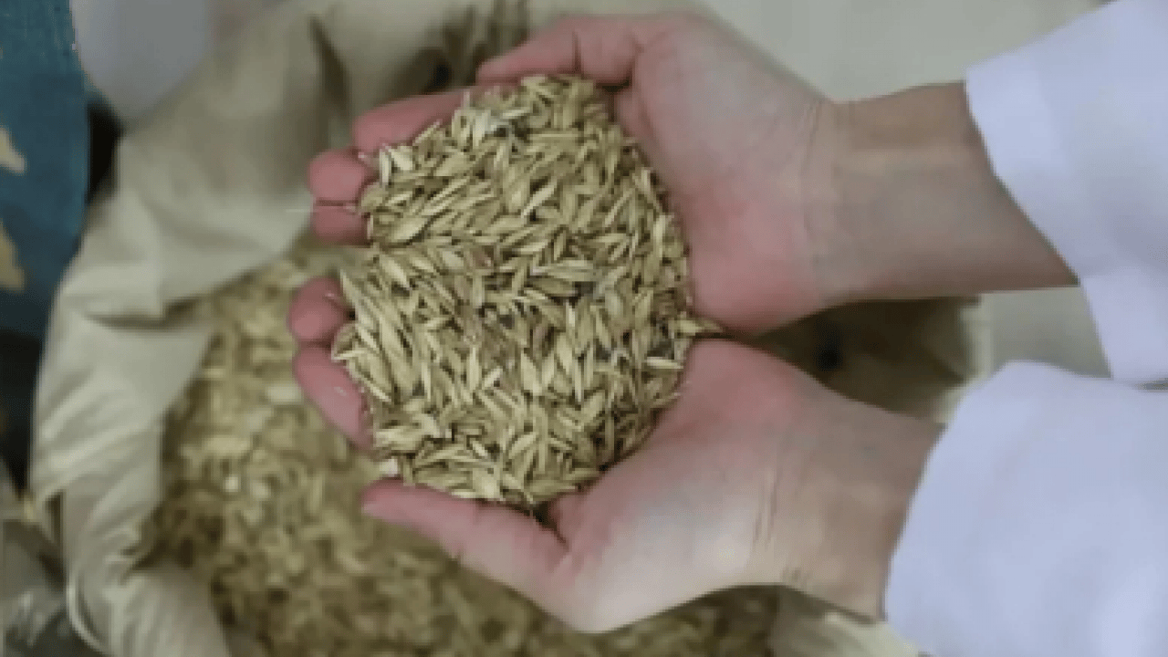 Foto - Kıymeti bilinmeyen tohum: Kemikleri demir gibi yapıyor!