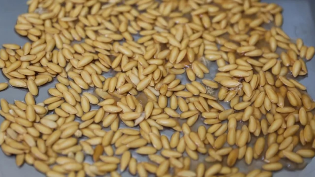 Foto - Kıymeti bilinmeyen tohum: Kemikleri demir gibi yapıyor!