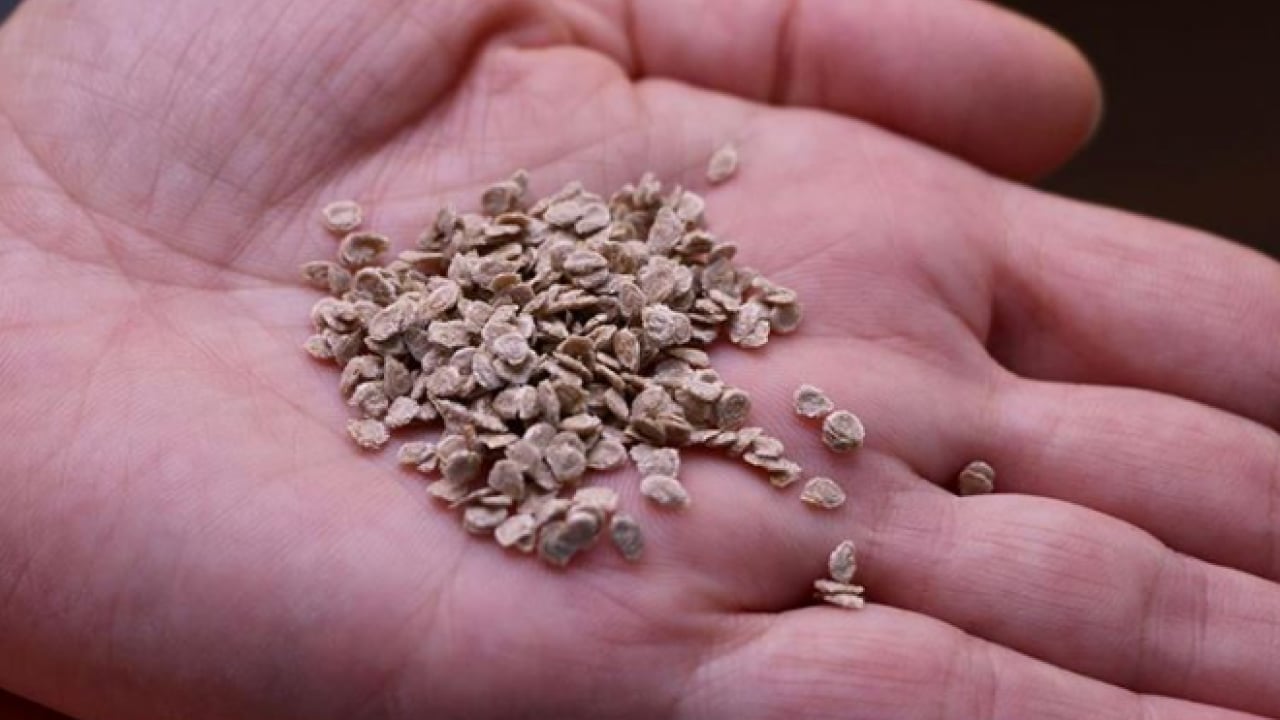 Foto - Kıymeti bilinmeyen tohum: Kemikleri demir gibi yapıyor!