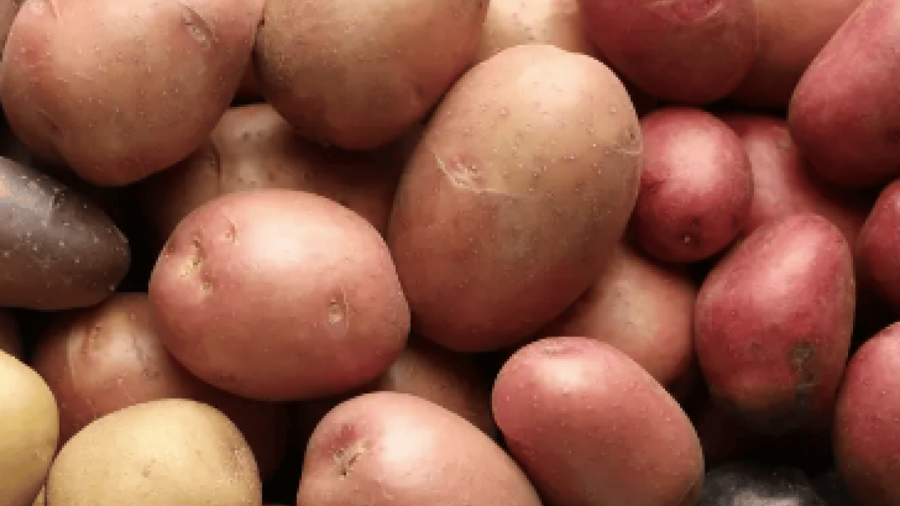 Foto - Kızartma, püre, fırın yemeği... Hangi patates sağlıklı? Turuncu mu sarı mı?