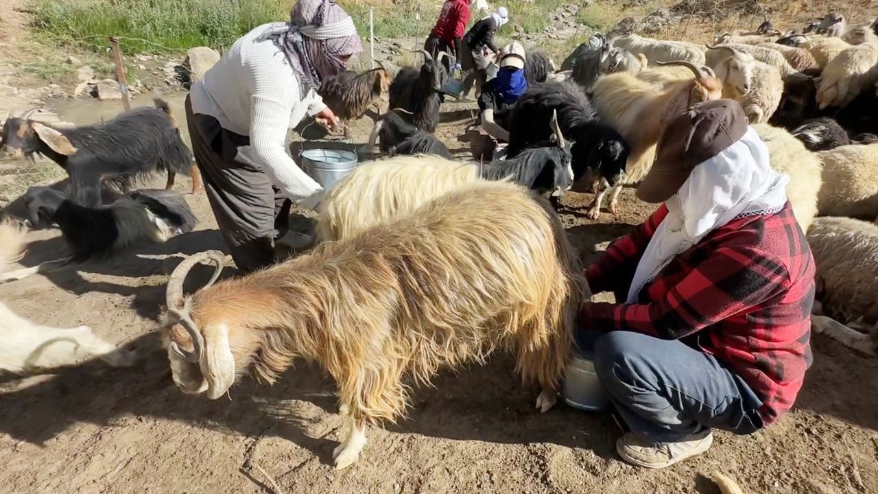 Foto - Kızgın yayla güneşi atında halaylı süt mesaisi: Berivanların Bakan Yumaklı’dan bir dileği var
