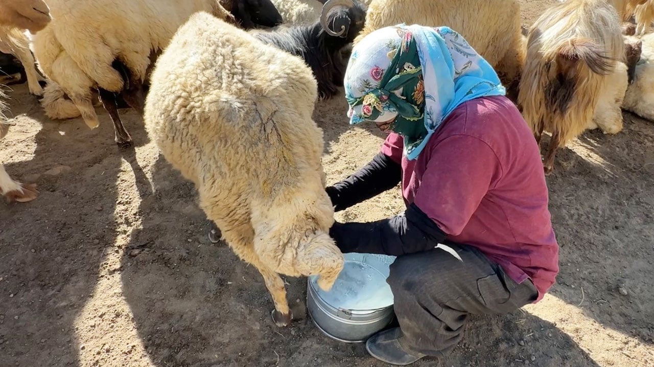 Foto - Kızgın yayla güneşi atında halaylı süt mesaisi: Berivanların Bakan Yumaklı’dan bir dileği var