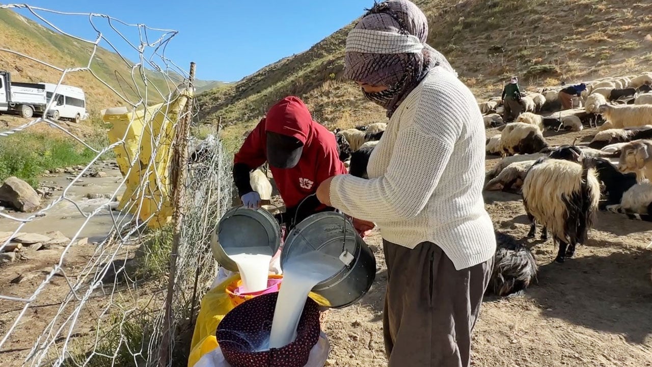 Foto - Kızgın yayla güneşi atında halaylı süt mesaisi: Berivanların Bakan Yumaklı’dan bir dileği var
