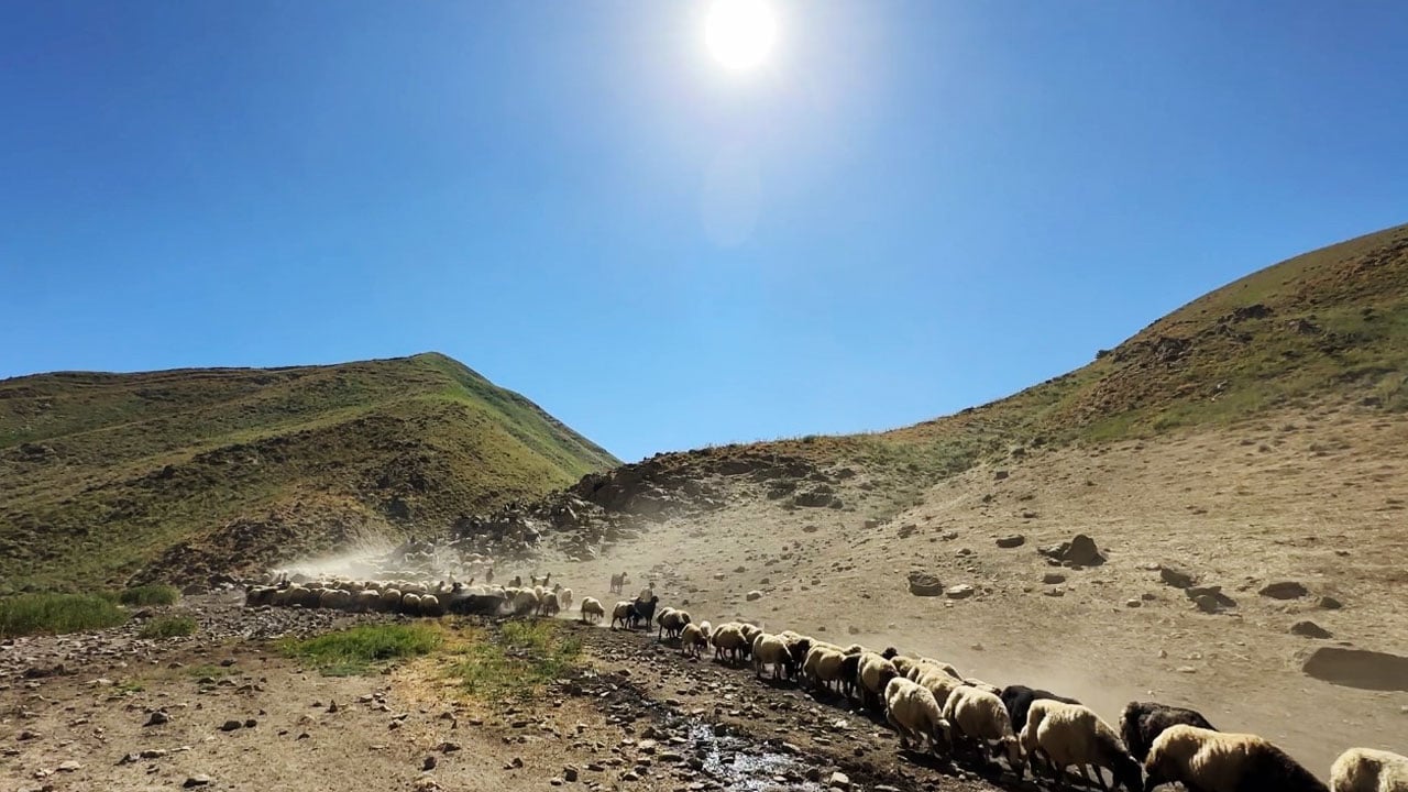 Foto - Kızgın yayla güneşi atında halaylı süt mesaisi: Berivanların Bakan Yumaklı’dan bir dileği var