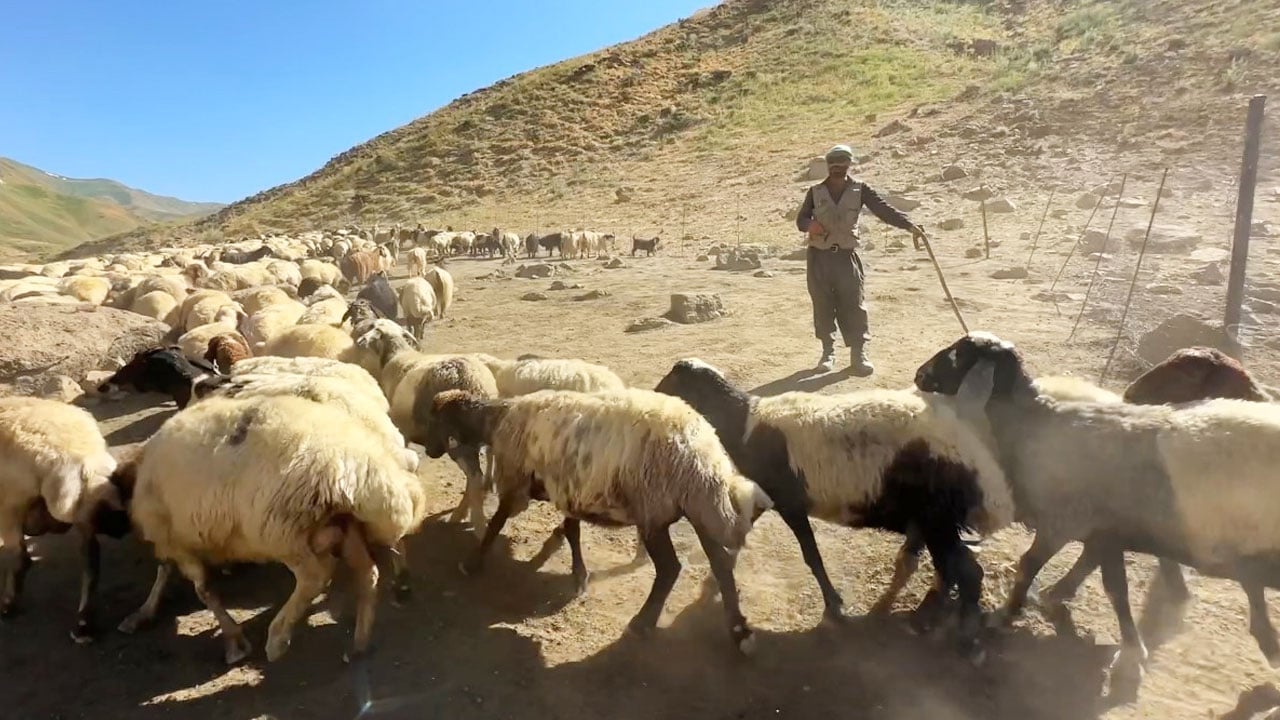 Foto - Kızgın yayla güneşi atında halaylı süt mesaisi: Berivanların Bakan Yumaklı’dan bir dileği var