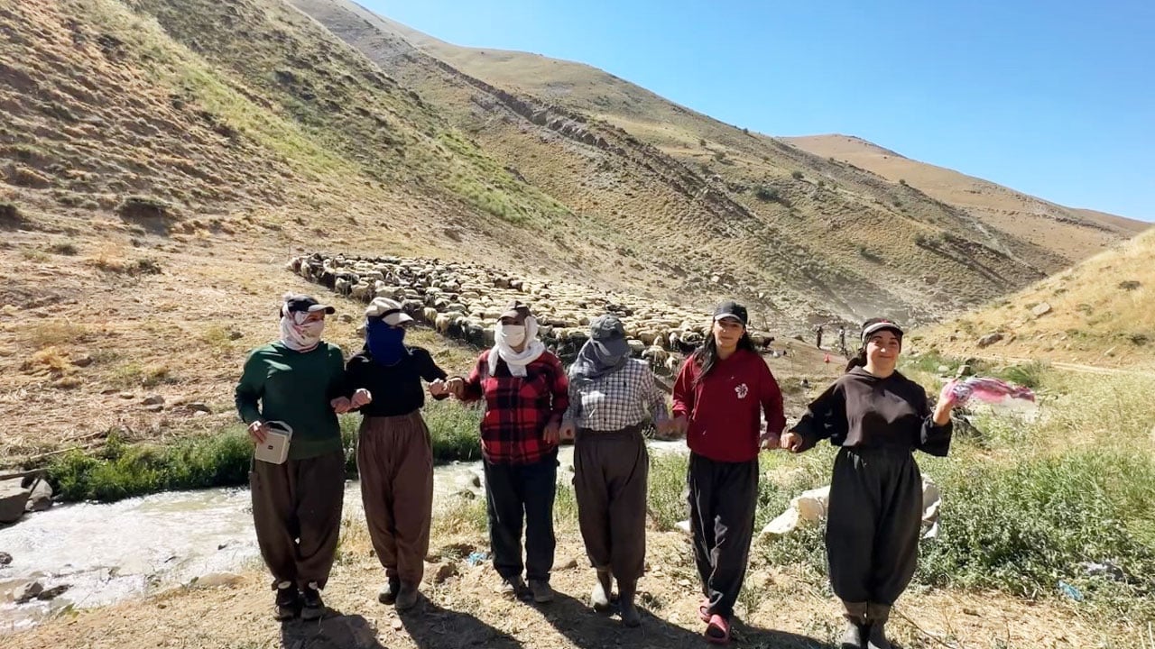 Kızgın yayla güneşi atında halaylı süt mesaisi: Berivanların Bakan Yumaklı’dan bir dileği var