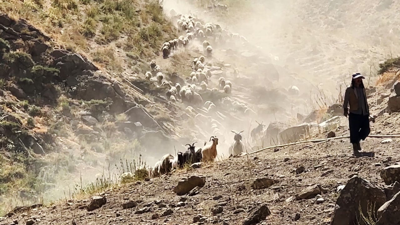 Foto - Kızgın yayla güneşi atında halaylı süt mesaisi: Berivanların Bakan Yumaklı’dan bir dileği var