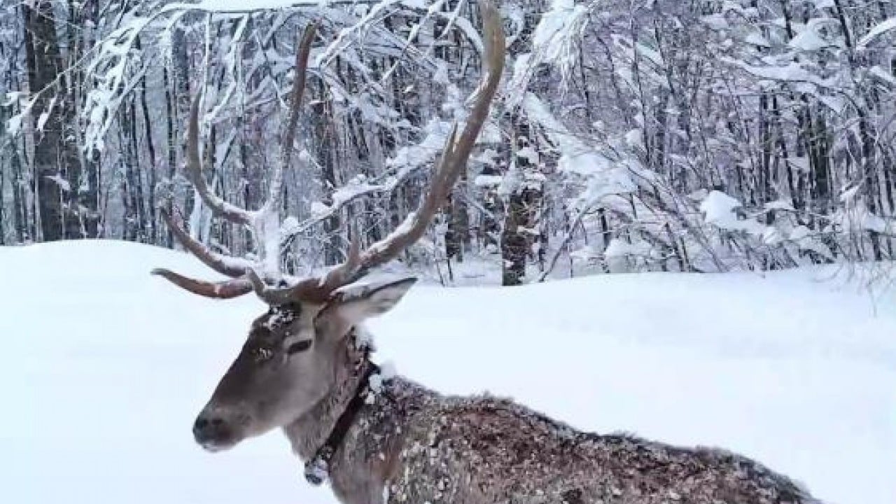 Foto - Kızıl geyiğin kar keyfi