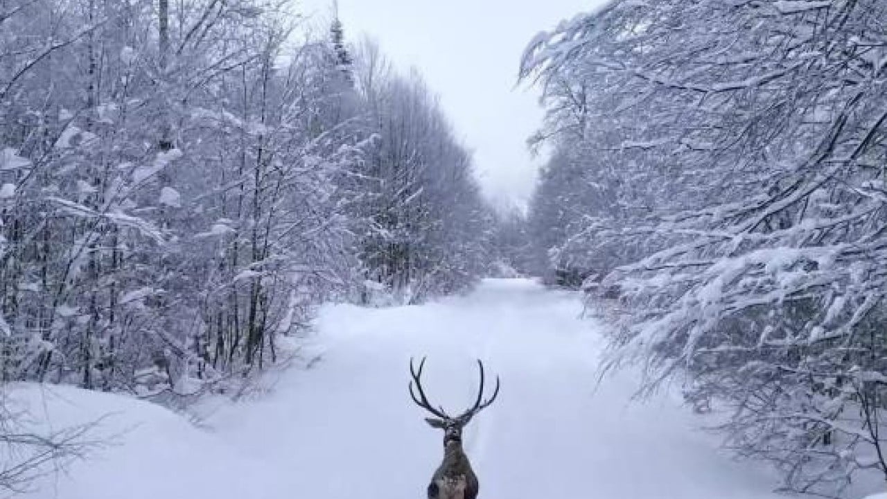 Kızıl geyiğin kar keyfi