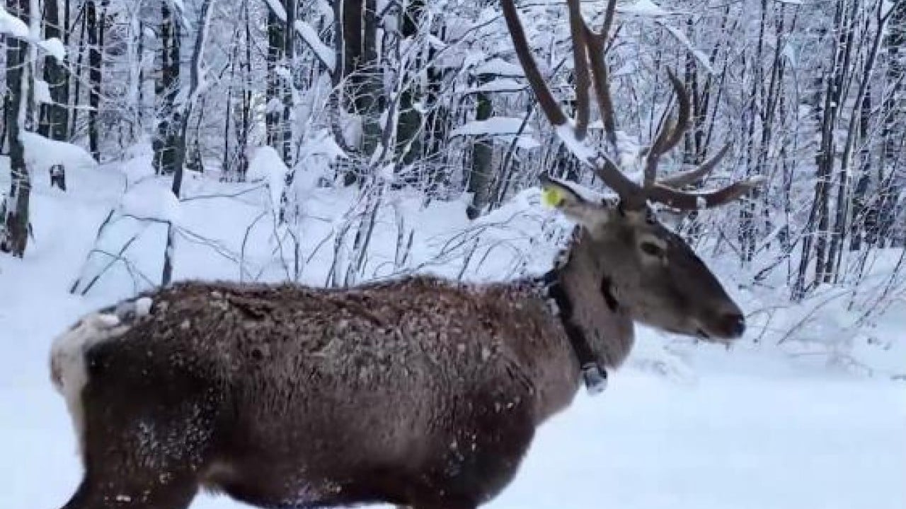 Foto - Kızıl geyiğin kar keyfi