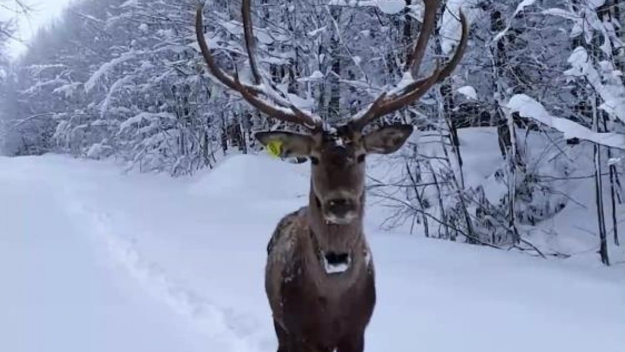 Foto - Kızıl geyiğin kar keyfi