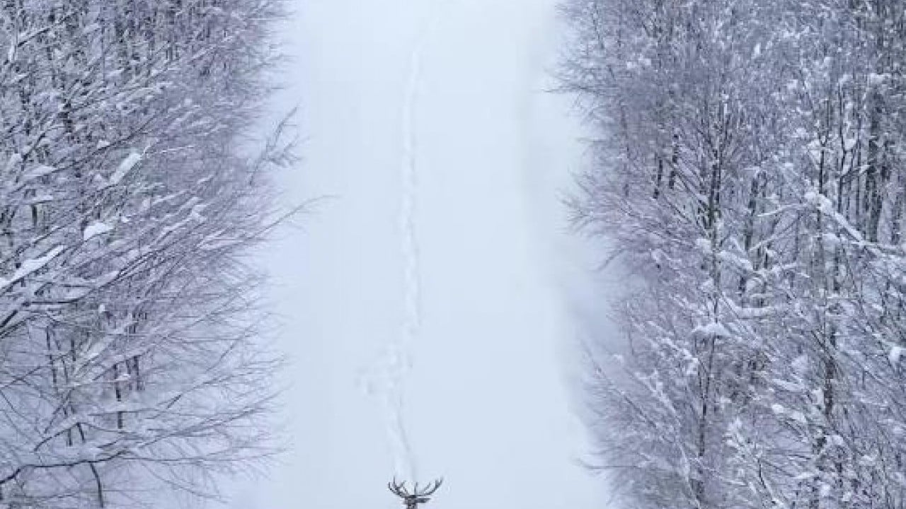 Foto - Kızıl geyiğin kar keyfi