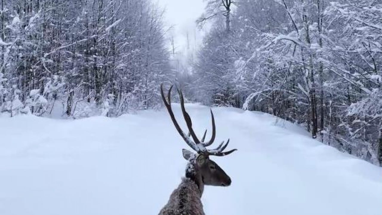 Foto - Kızıl geyiğin kar keyfi