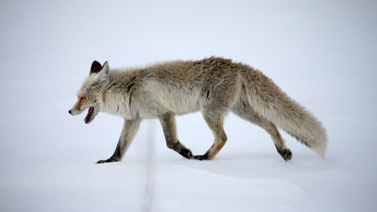 Foto - Kızıl tilkiler karda böyle avlandı!