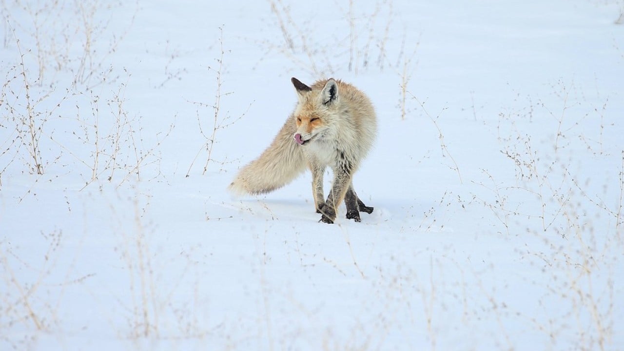 Foto - Kızıl tilkiler karda böyle avlandı!