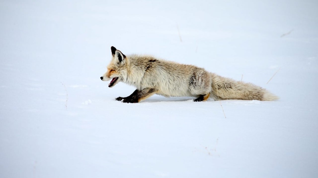 Foto - Kızıl tilkiler karda böyle avlandı!