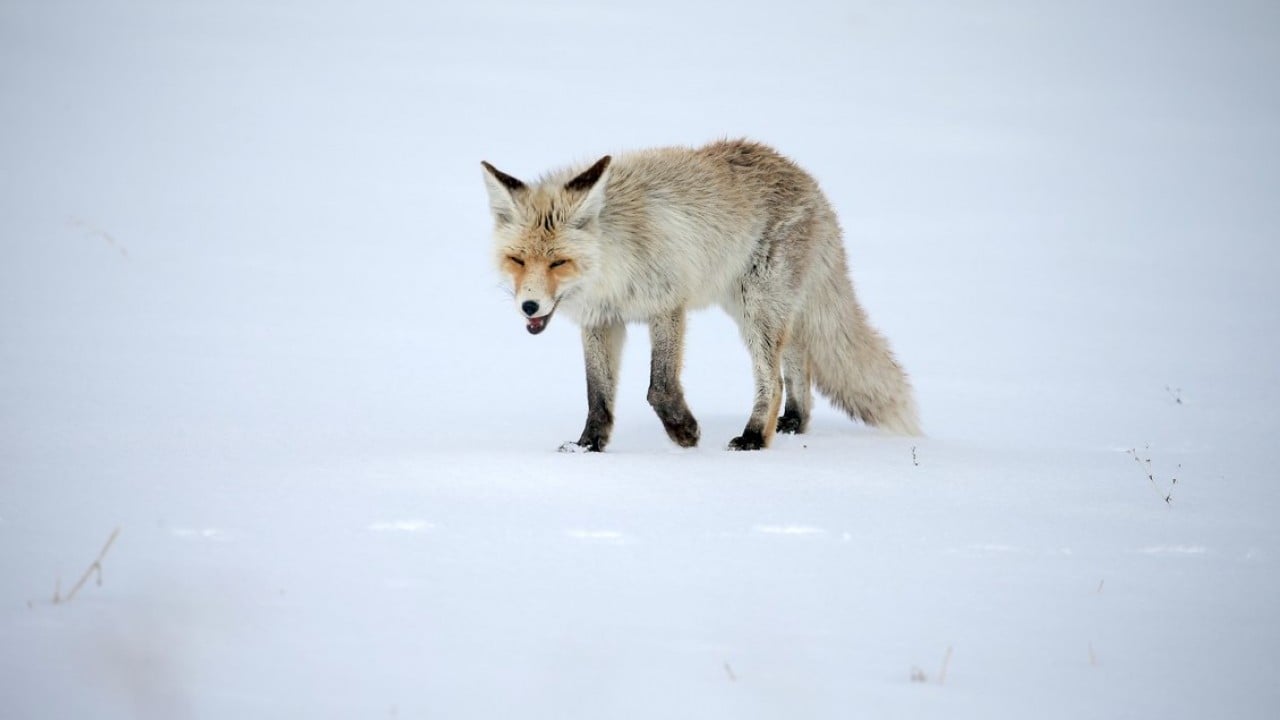 Foto - Kızıl tilkiler karda böyle avlandı!