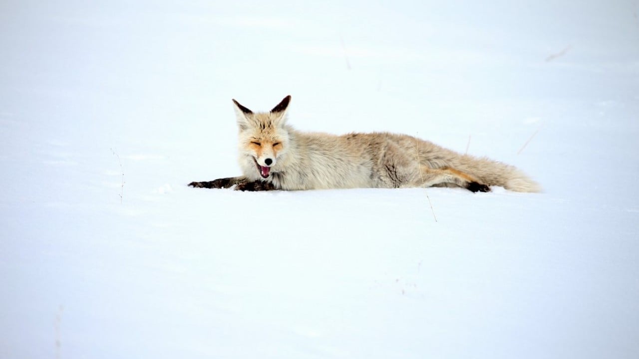 Foto - Kızıl tilkiler karda böyle avlandı!