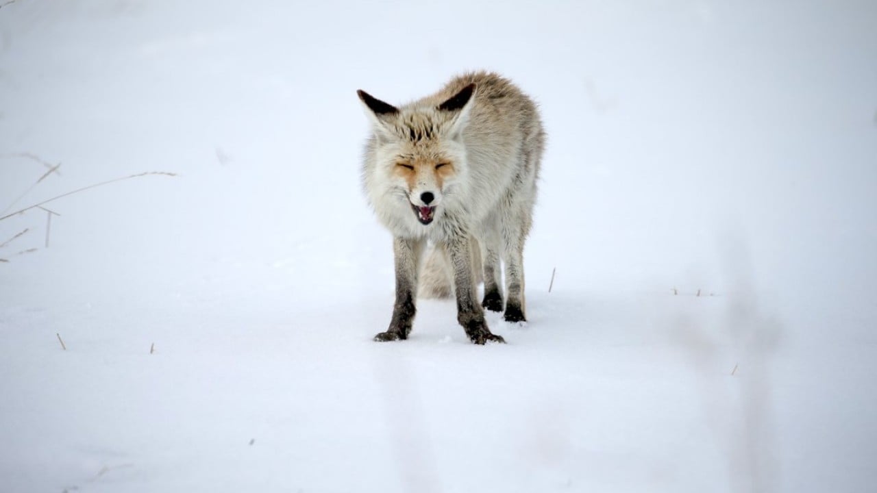 Foto - Kızıl tilkiler karda böyle avlandı!