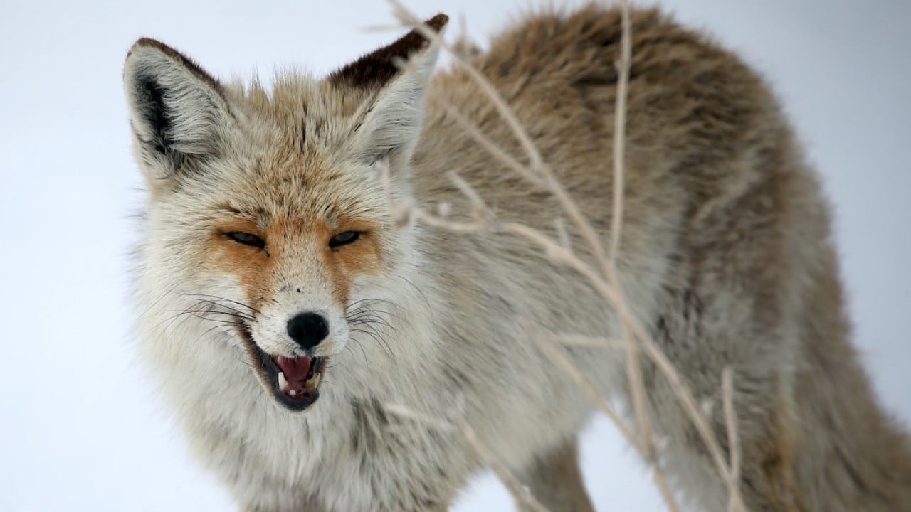 Foto - Kızıl tilkiler karda böyle avlandı!