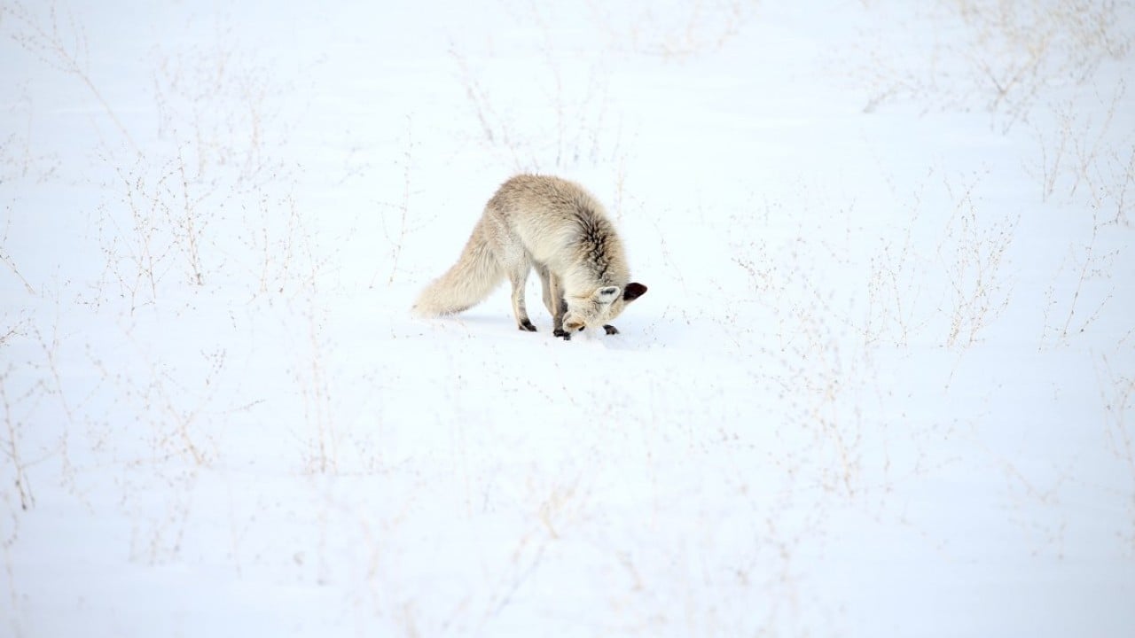 Foto - Kızıl tilkiler karda böyle avlandı!
