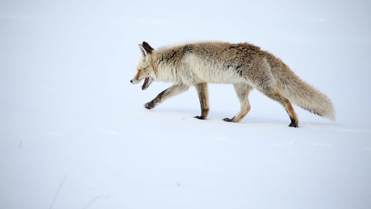 Foto - Kızıl tilkiler karda böyle avlandı!