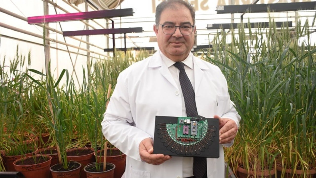 Foto - KMÜ’de buğday kök açılarını ölçen cihaz geliştirildi