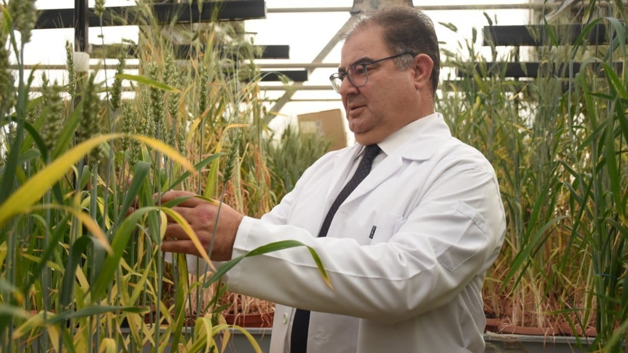 Foto - KMÜ’de buğday kök açılarını ölçen cihaz geliştirildi