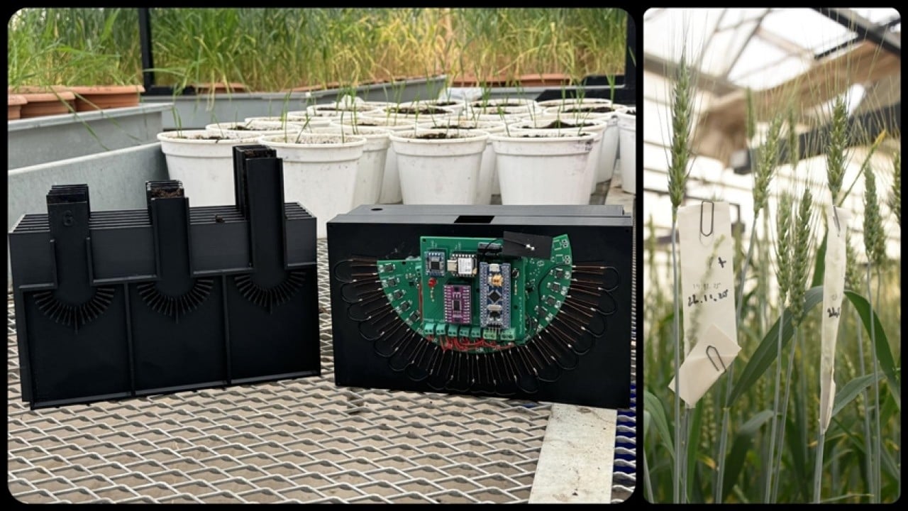 KMÜ’de buğday kök açılarını ölçen cihaz geliştirildi