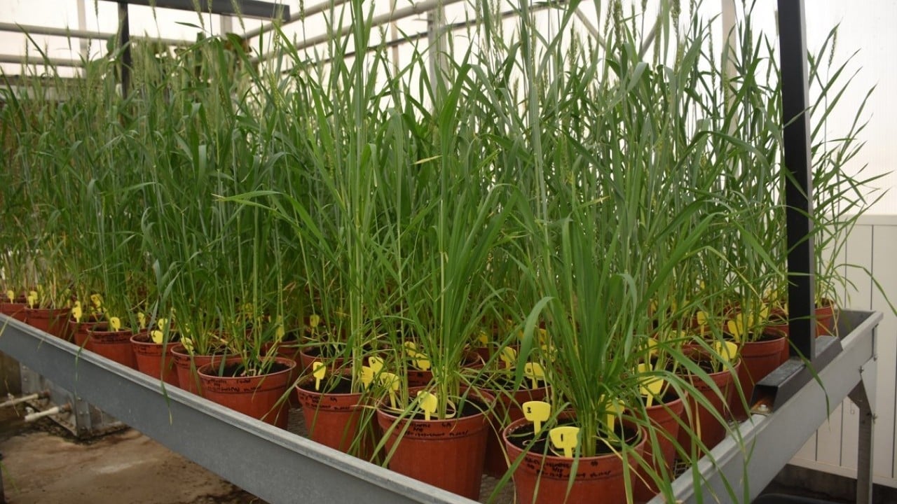 Foto - KMÜ’de buğday kök açılarını ölçen cihaz geliştirildi