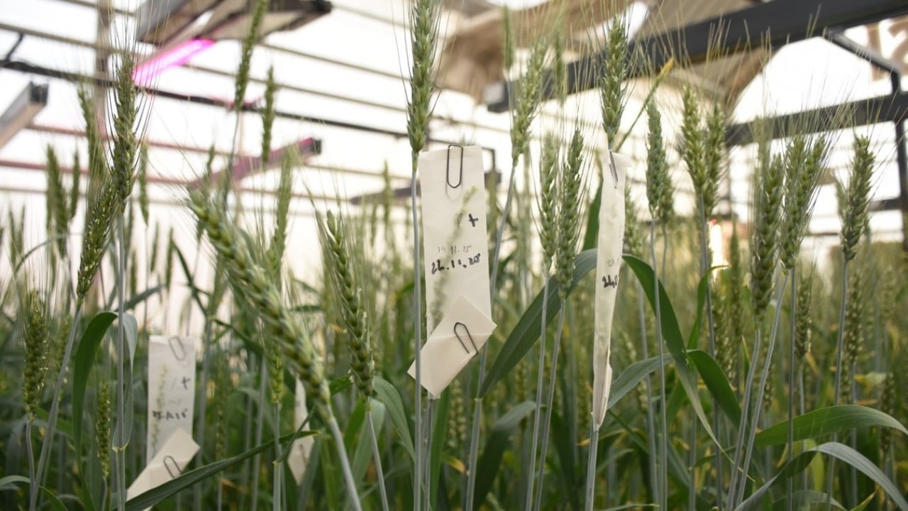 Foto - KMÜ’de buğday kök açılarını ölçen cihaz geliştirildi