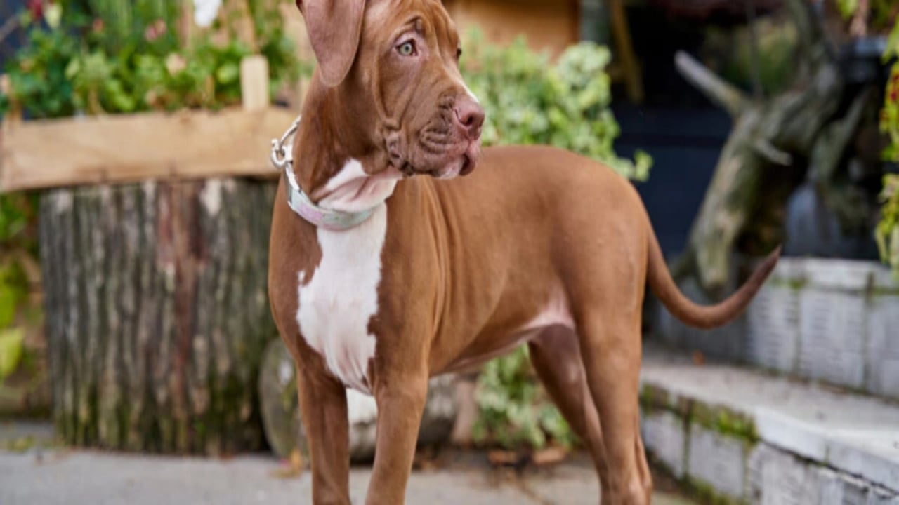 Foto - Koca bir sürü saldırdı! 7 pitbull, dede ve 3 aylık torununu parçalayarak öldürdü