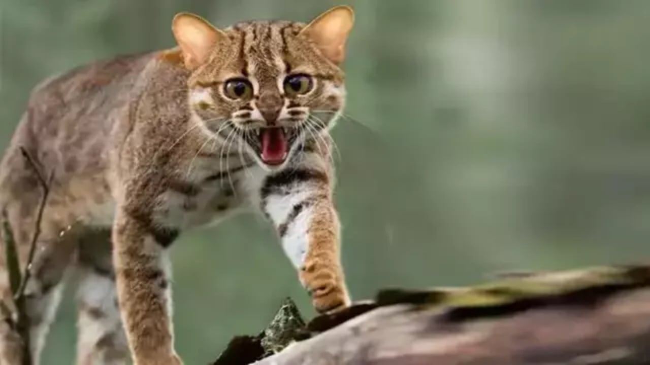 Foto - Koca bir ülke, kedilere savaş açtı! 2.5 milyon tanesi öldürülecek