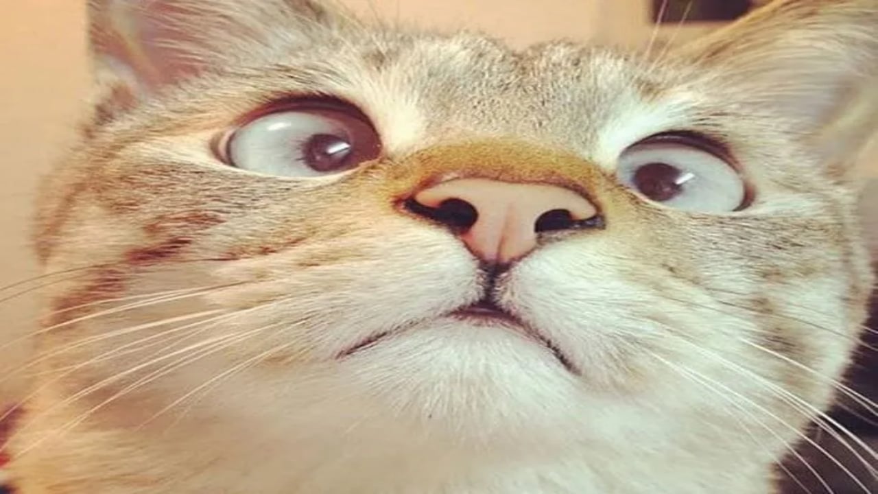 Koca bir ülke, kedilere savaş açtı! 2.5 milyon tanesi öldürülecek