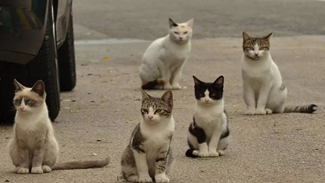 Foto - Koca bir ülke, kedilere savaş açtı! 2.5 milyon tanesi öldürülecek