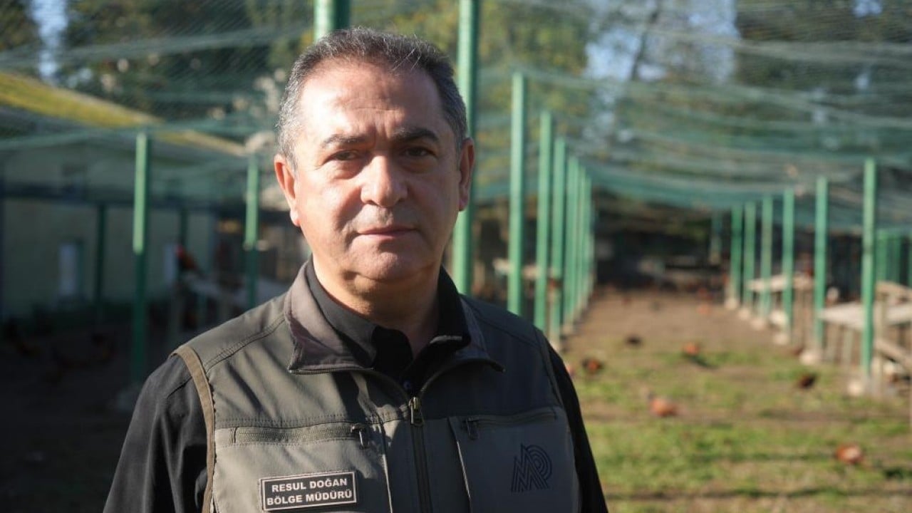 Foto - Kokarca savaşçısı binlerce sülün doğaya salındı