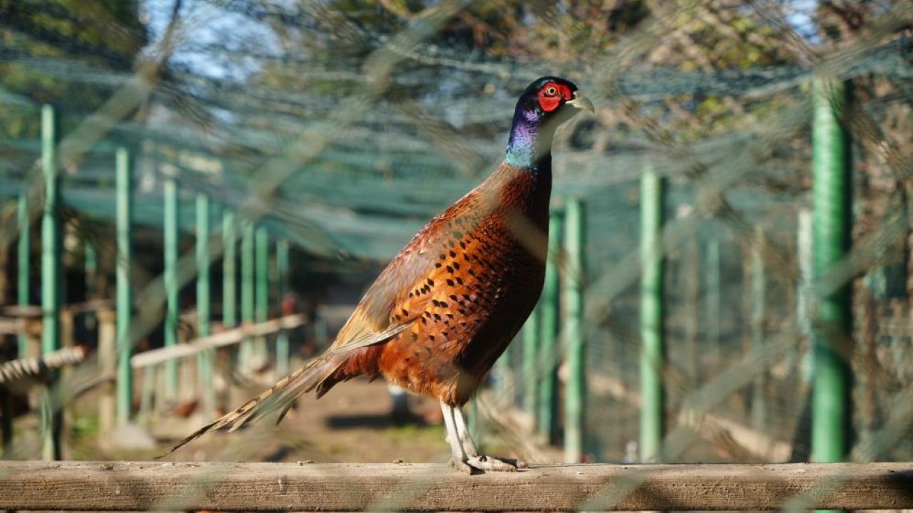 Kokarca savaşçısı binlerce sülün doğaya salındı