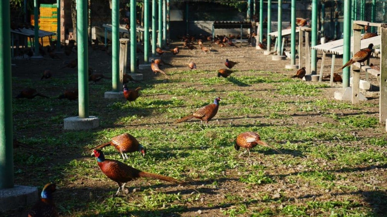 Foto - Kokarca savaşçısı binlerce sülün doğaya salındı