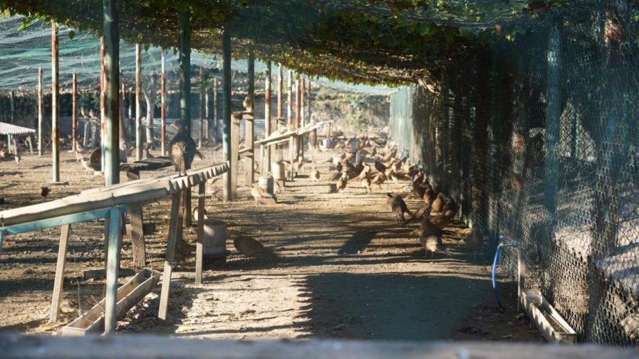 Foto - Kokarca savaşçısı binlerce sülün doğaya salındı