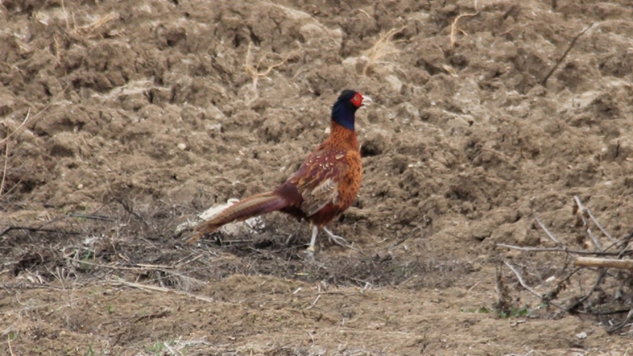Foto - Kokarca savaşçısı binlerce sülün doğaya salındı