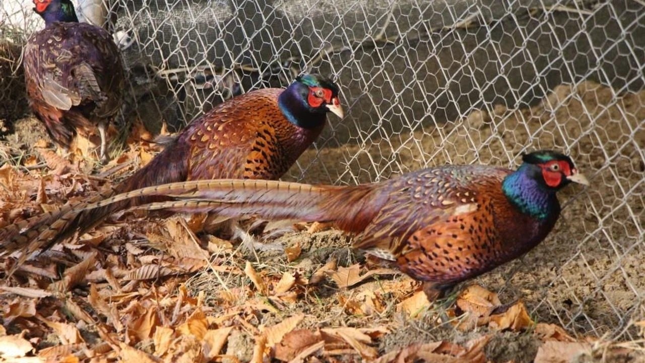 Foto - Kokarca savaşçısı binlerce sülün doğaya salındı