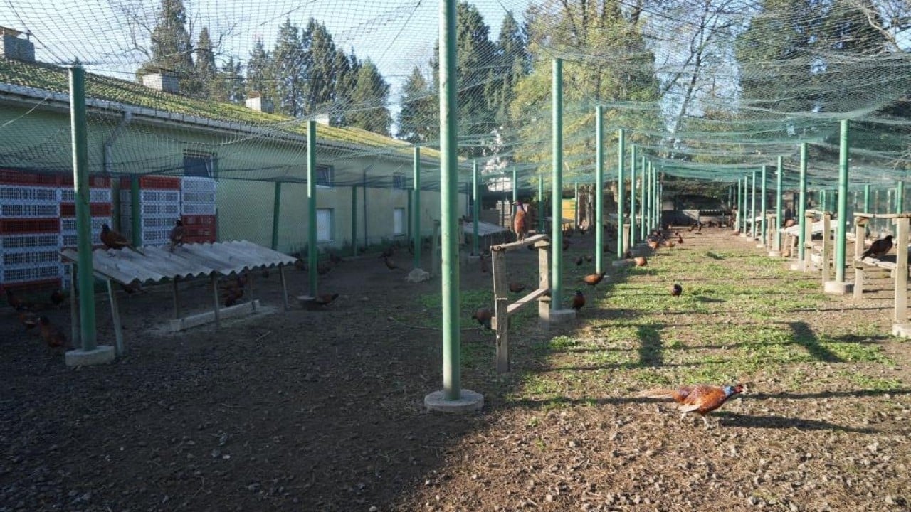 Foto - Kokarca savaşçısı binlerce sülün doğaya salındı