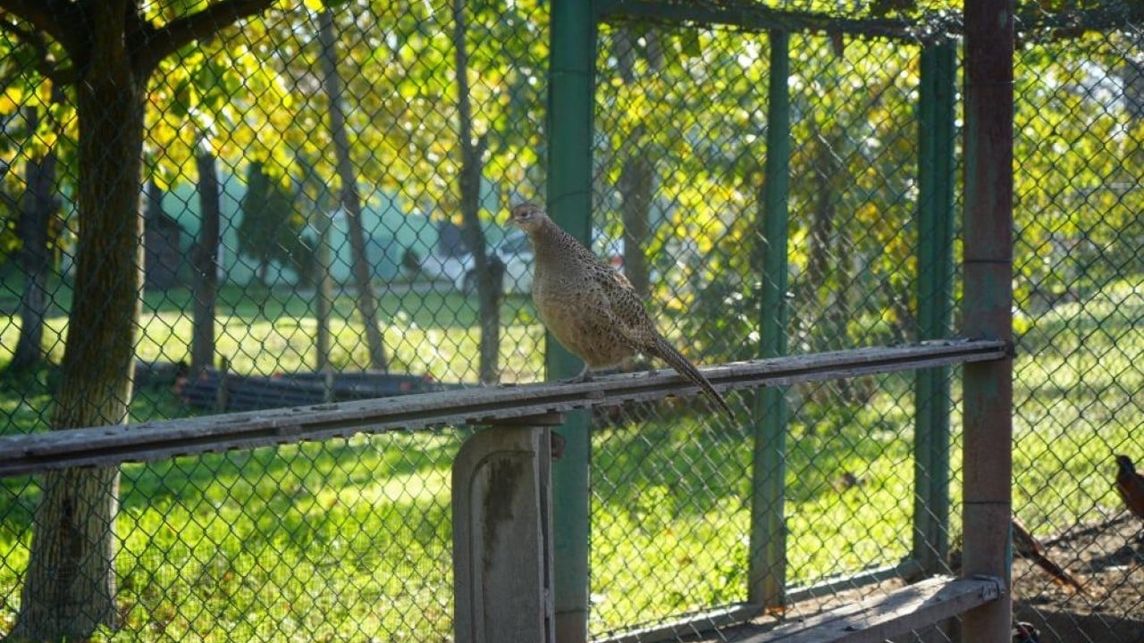 Foto - Kokarca savaşçısı binlerce sülün doğaya salındı