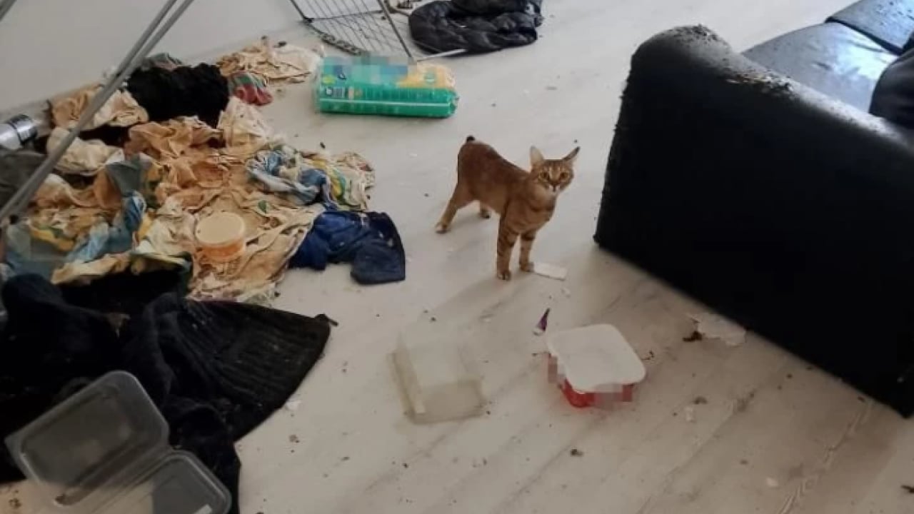 Koku ihbarına giden polis neye uğradığını şaşırdı