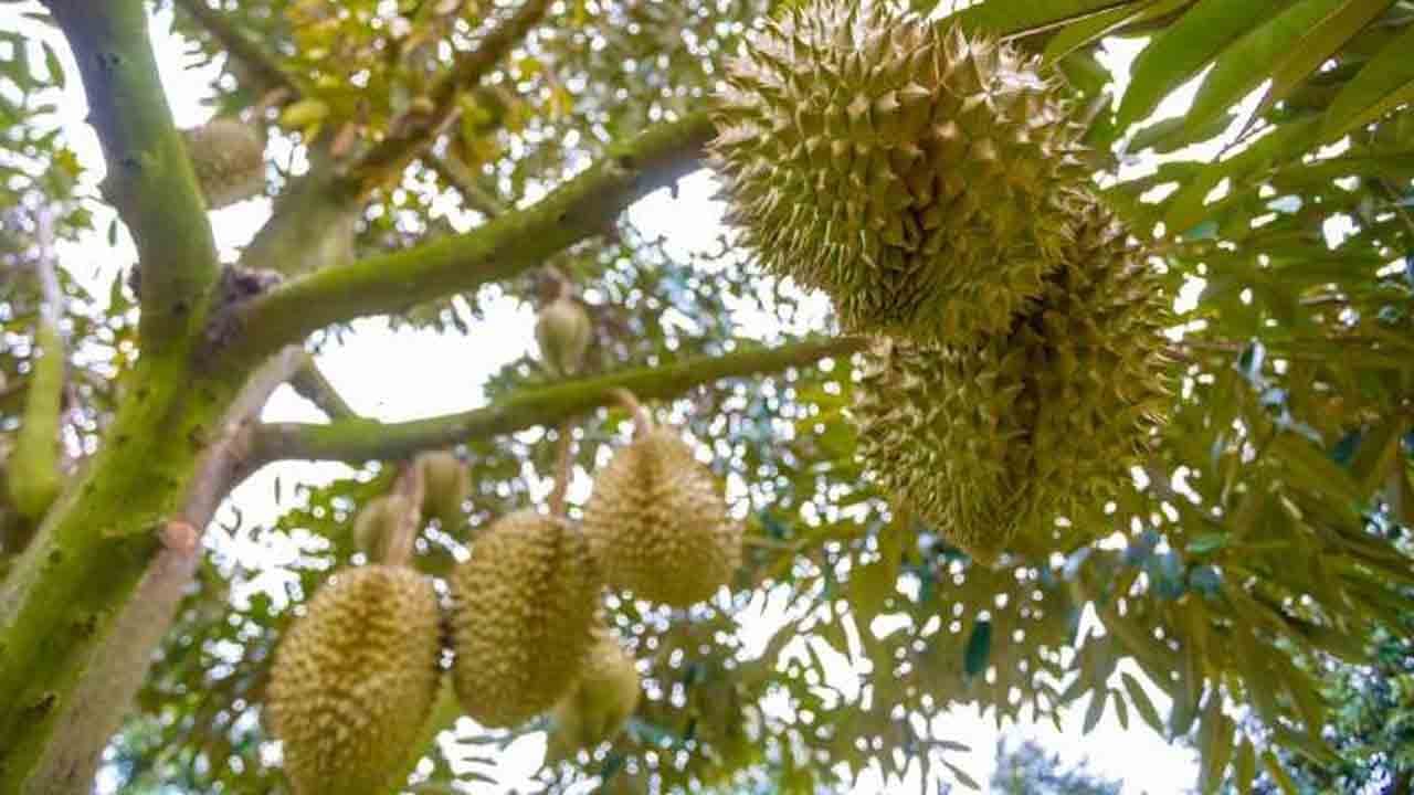 Kokusu hor görülüyordu: Şimdi milyar dolarlık diplomasinin anahtarı