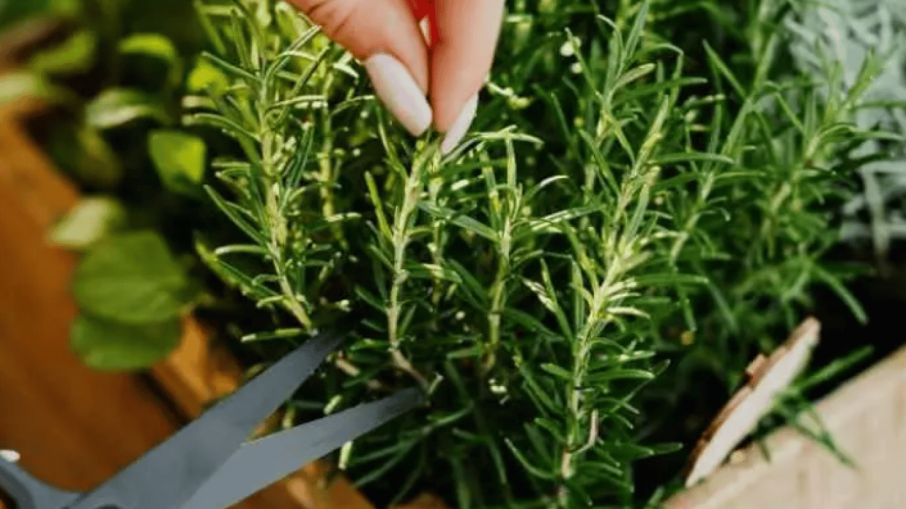 Foto - Kokusunu alan hiçbir şey unutmuyor: İşte zihni güçlendiren mucize bitki!