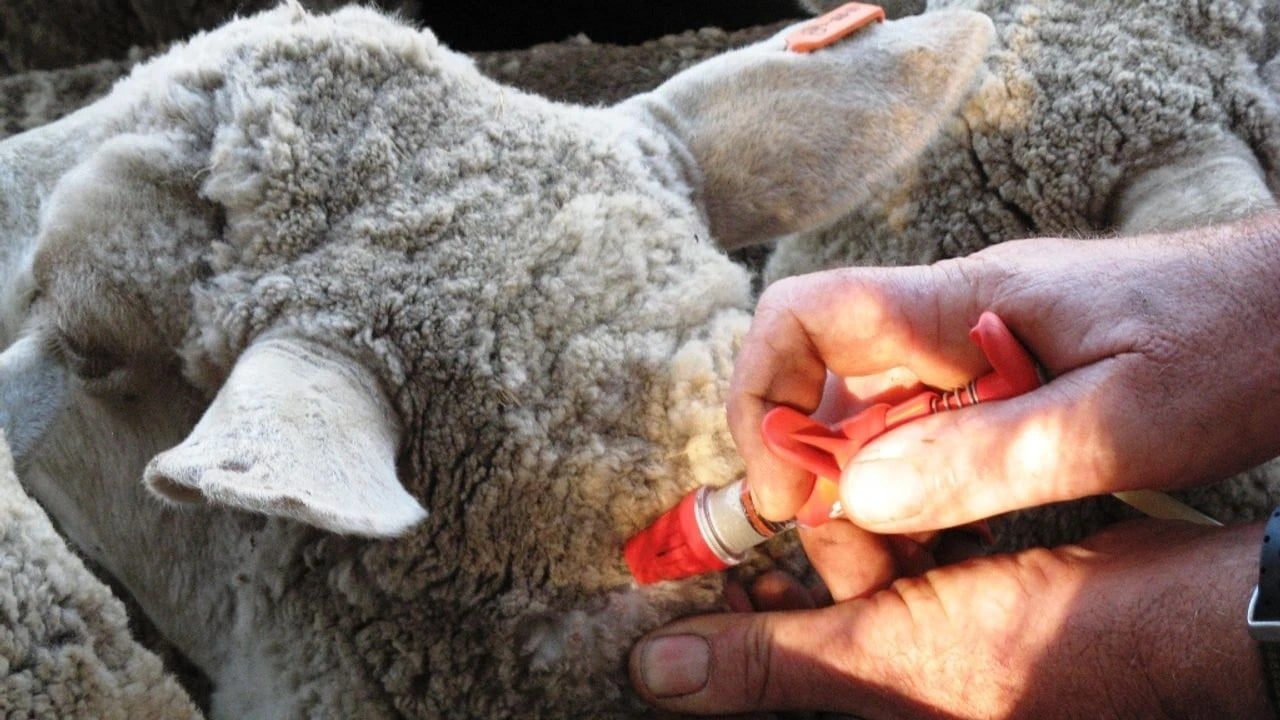 Foto - Komşuda yayılıyor: Yüz binlerce hayvan itlaf edildi!